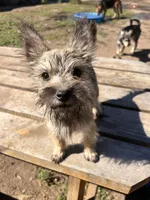 Oakley, a female Cairn Terrier and Miniature Schnauzer for sale in Park Rapids, MN – 1 of 5
