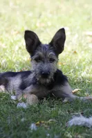 Poppy, a female Miniature Schnauzer and German Shepherd Dog for sale in Park Rapids, MN – 4 of 5