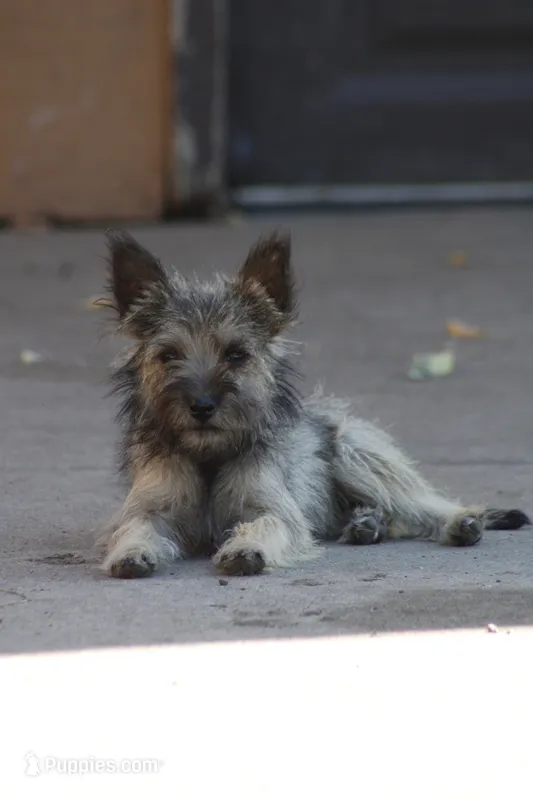 Tucker – Cairn Terrier, Miniature Schnauzer puppy for sale in Park Rapids, MN