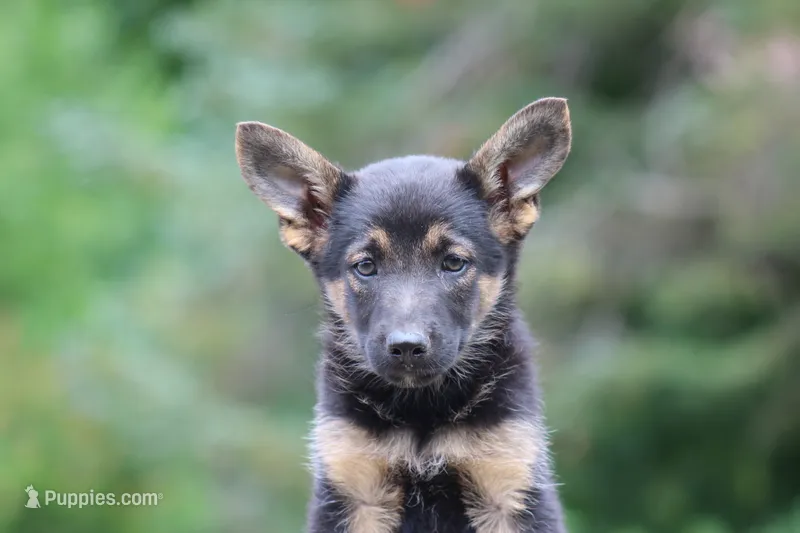 Black girl – Miniature Schnauzer, German Shepherd Dog puppy for sale in Park Rapids, MN