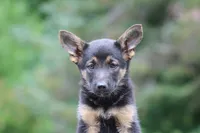Black girl, a female Miniature Schnauzer and German Shepherd Dog for sale in Park Rapids, MN – 1 of 2