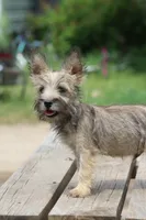 Tucker, a male Cairn Terrier and Miniature Schnauzer for sale in Park Rapids, MN – 3 of 3