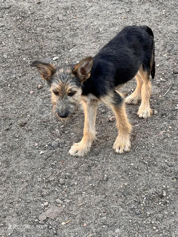 Poppy – Miniature Schnauzer, German Shepherd Dog puppy for sale in Park Rapids, MN