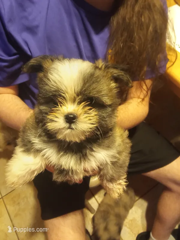 Ace – Malchi puppy for sale in Monroe, GA