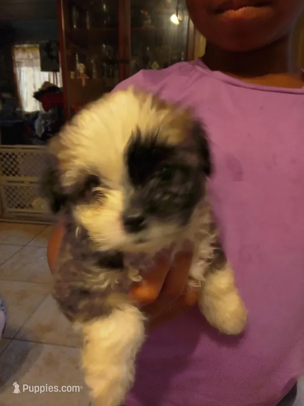 Harmony  – Chihuahua, Mal Shi puppy for sale in Monroe, GA