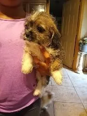 Molly – Chihuahua, Mal Shi puppy for sale in Monroe, GA