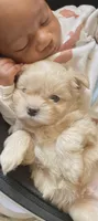 Hans, a male Mal Shi for sale in Monroe, GA – 1 of 4