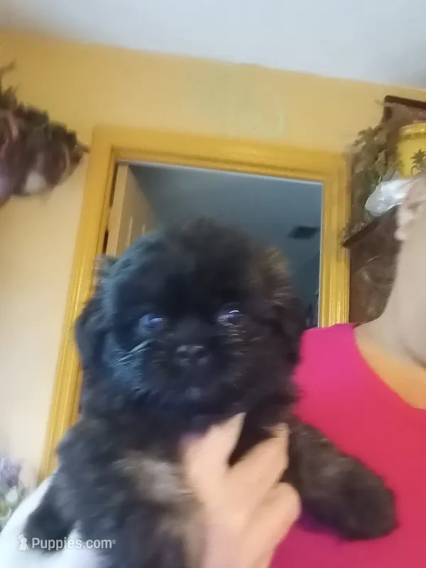 Charlie  – Mal Shi puppy for sale in Monroe, GA