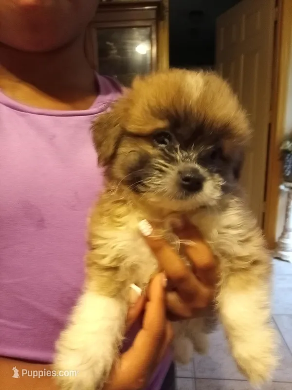 Drake – Chihuahua, Mal Shi puppy for sale in Monroe, GA