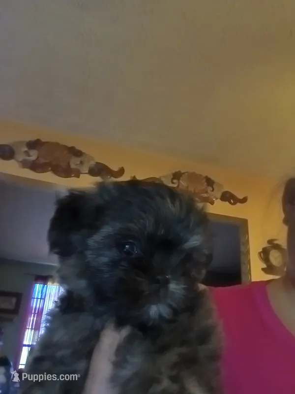 Sylus – Mal Shi puppy for sale in Monroe, GA
