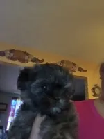 Sylus, a male Mal Shi for sale in Monroe, GA – 1 of 1