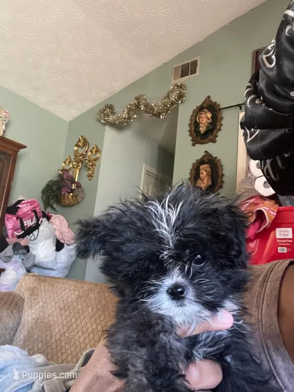 Izzy – Mal Shi puppy for sale in Monroe, GA