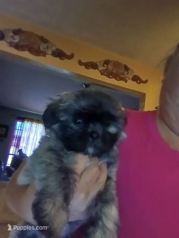 Arnimus – Mal Shi puppy for sale in Monroe, GA