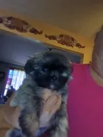 Arnimus, a male Mal Shi for sale in Monroe, GA – 1 of 1