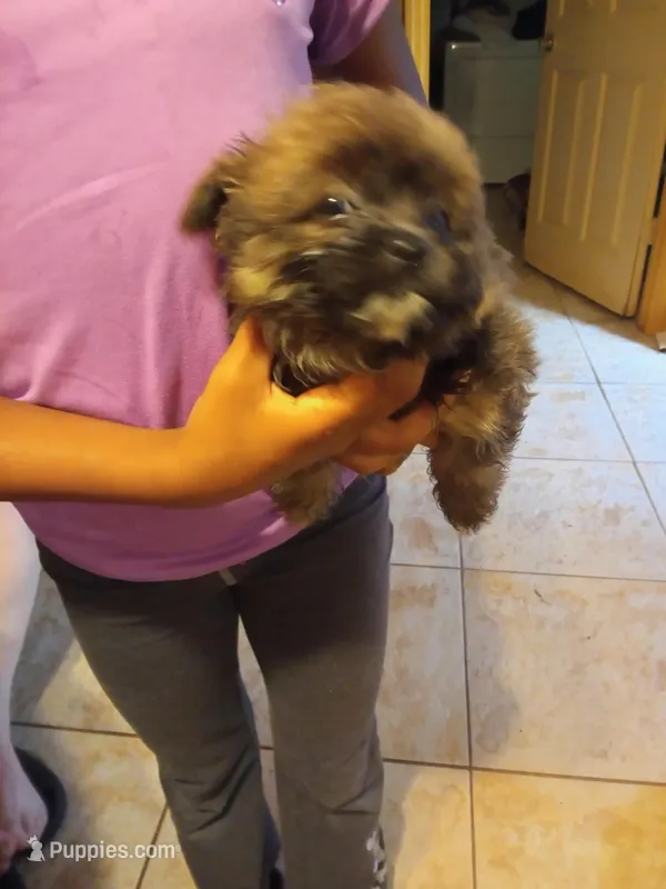 Moody – Chihuahua, Mal Shi puppy for sale in Monroe, GA