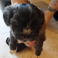 Grayson , a male Mal Shi for sale in Monroe, GA – Photo 2 of 2