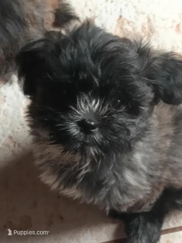 Grayson  – Mal Shi puppy for sale in Monroe, GA