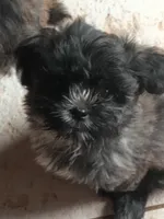 Grayson , a male Mal Shi for sale in Monroe, GA – Photo 1 of 2