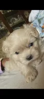 Hans, a male Mal Shi for sale in Monroe, GA – 3 of 4