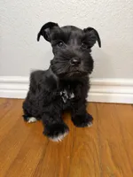 Sable, a female Miniature Schnauzer for sale in Hubbard, TX – 2 of 3