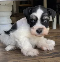 Dallas, a male Miniature Schnauzer for sale in Hubbard, TX – 2 of 4