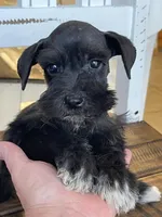 Freya, a female Miniature Schnauzer for sale in Hubbard, TX – Photo 1 of 3