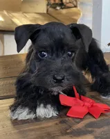 Freya, a female Miniature Schnauzer for sale in Hubbard, TX – Photo 2 of 3