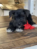 Freya, a female Miniature Schnauzer for sale in Hubbard, TX – Photo 3 of 3