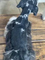 Jax, a male Miniature Schnauzer for sale in Hubbard, TX – 4 of 4