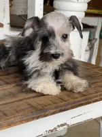 Daisy, a female Miniature Schnauzer for sale in Hubbard, TX – 2 of 4