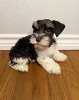 Bruno, a male Miniature Schnauzer for sale in Hubbard, TX – 3 of 3