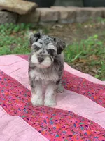 Lucy, a female Miniature Schnauzer for sale in Hubbard, TX – Photo 1 of 4