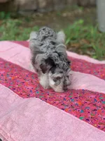 Lucy, a female Miniature Schnauzer for sale in Hubbard, TX – Photo 2 of 4