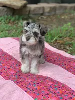 Lucy, a female Miniature Schnauzer for sale in Hubbard, TX – Photo 4 of 4