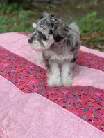 Lucy, a female Miniature Schnauzer for sale in Hubbard, TX – Photo 3 of 4