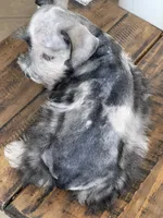 Daisy, a female Miniature Schnauzer for sale in Hubbard, TX – 4 of 4