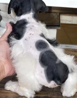 Dallas, a male Miniature Schnauzer for sale in Hubbard, TX – 3 of 4
