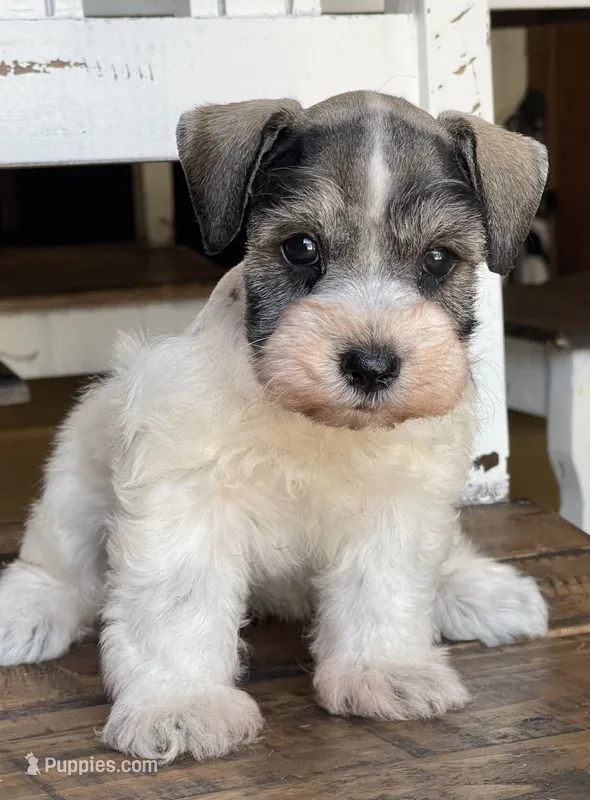 Dream – Miniature Schnauzer puppy for sale in Hubbard, TX