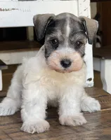 Dream, a female Miniature Schnauzer for sale in Hubbard, TX – 3 of 4
