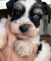 Dallas, a male Miniature Schnauzer for sale in Hubbard, TX – 4 of 4