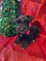 Allie, a female Miniature Schnauzer for sale in Hubbard, TX – Photo 4 of 4