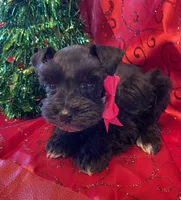 Allie, a female Miniature Schnauzer for sale in Hubbard, TX – Photo 3 of 4