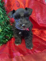 Allie, a female Miniature Schnauzer for sale in Hubbard, TX – Photo 2 of 4