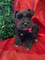 Allie, a female Miniature Schnauzer for sale in Hubbard, TX – Photo 1 of 4