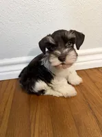 Bruno, a male Miniature Schnauzer for sale in Hubbard, TX – 2 of 3