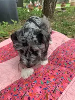 May, a female Miniature Schnauzer for sale in Hubbard, TX – Photo 3 of 4