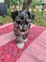 May, a female Miniature Schnauzer for sale in Hubbard, TX – Photo 4 of 4