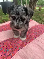 May, a female Miniature Schnauzer for sale in Hubbard, TX – Photo 1 of 4
