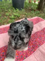 May, a female Miniature Schnauzer for sale in Hubbard, TX – Photo 2 of 4