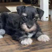 Diva, a female Miniature Schnauzer for sale in Hubbard, TX – 2 of 3